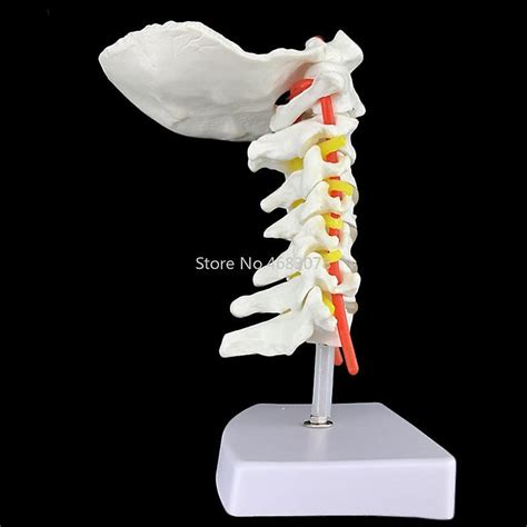 Human Anatomical Model Cervical Vertebra Model Cervical Spine With Neck