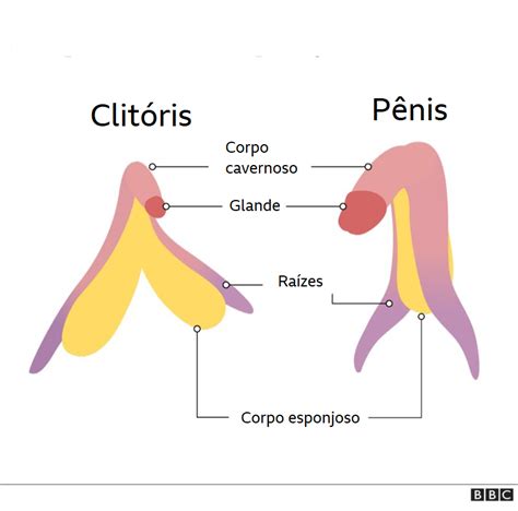 Como realmente é o clitóris e suas semelhanças o pênis BBC News