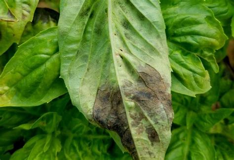 Basil Leaves Turning Black Identifying And Controlling Black Spots On Basil