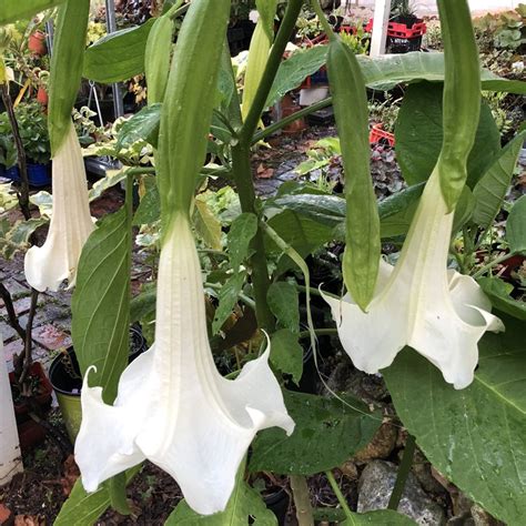 Brugmansia Supernova