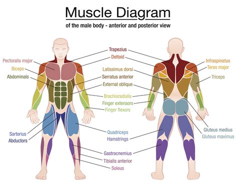 This diagram depicts human muscle system diagram with parts and labels. Muscle Contraction Steps - Bodytomy