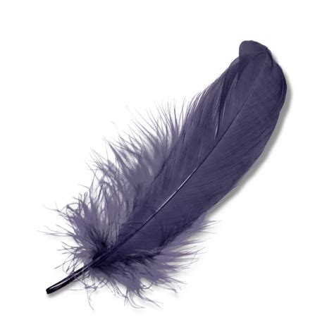 Purple Feather Transparent Png Stickpng