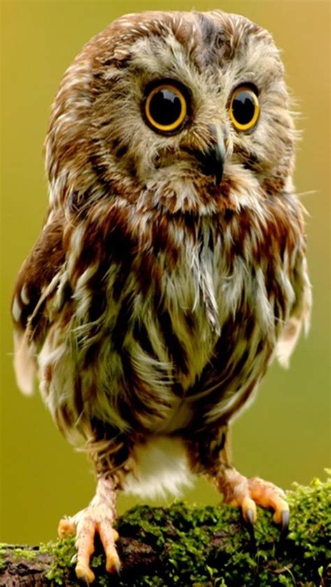 39 Baby Owl Wallpaper