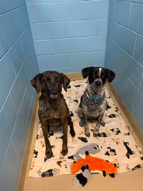 Pet Boarding Tulsa, OK 74133 For Dogs and Cats - Care Animal Hospital