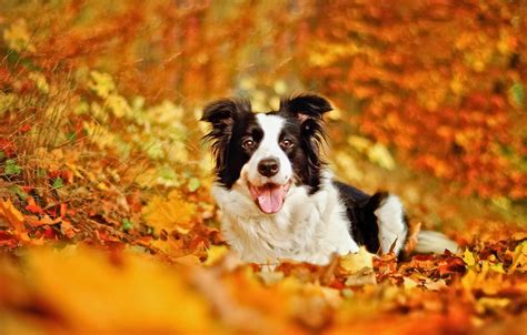 Wallpaper Autumn Leaves Dog Bokeh The Border Collie Images For