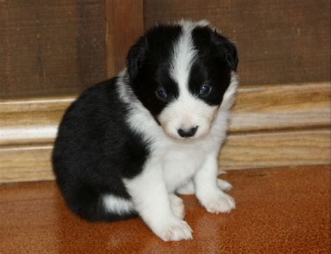 We will provide you with a health certificate from the vet, a written 1 year health guarantee, tips on basic. Border Collie Puppies for Sale | Handmade Michigan
