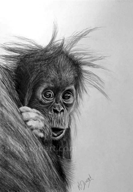 Baby Orangutan In Graphite Pencil Drawing Orango Tango Fundraiser In