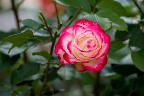 The 9 Most Fragrant Roses To Plant In Your Garden