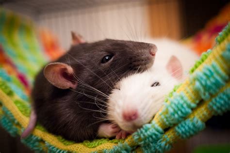 Pet Rats 101 Everything You Need To Know About Owning Them