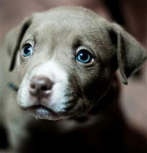 Blue Eyed Pit Bull Pup Dogs And Puppies Pinterest