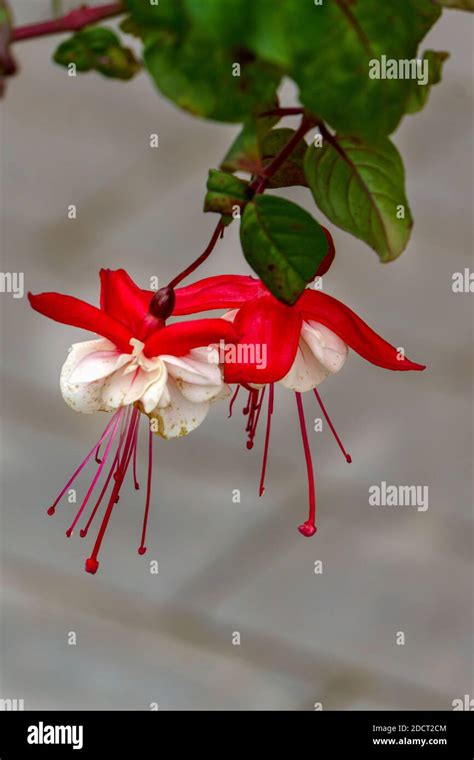Beautiful Fuchsia Flowers In Full Bloom Red And White Colors Of Flower