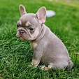 French Bulldog Puppies For Sale | Phoenix, AZ #328543