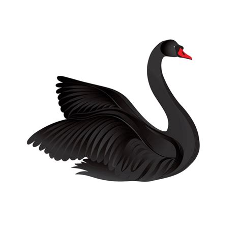 Black Swan Bird Drawing