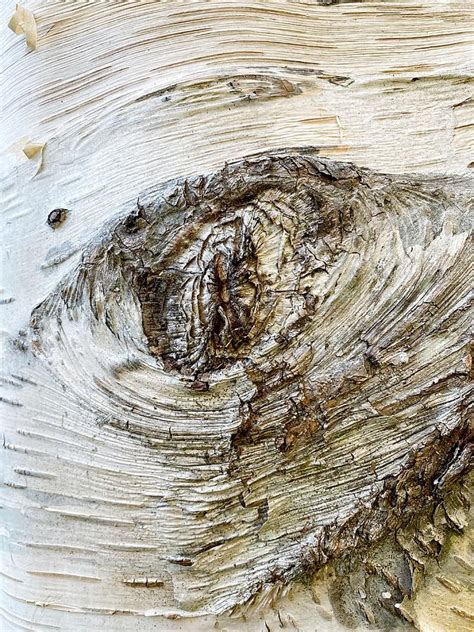 White Birch Tree Bark Photograph By Jerry Abbott