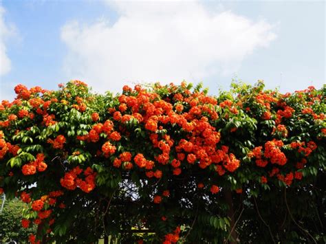 Find the perfect orange geiger tree stock photo. 15 Florida Drought-Tolerant Plants (Photos) - Garden ...