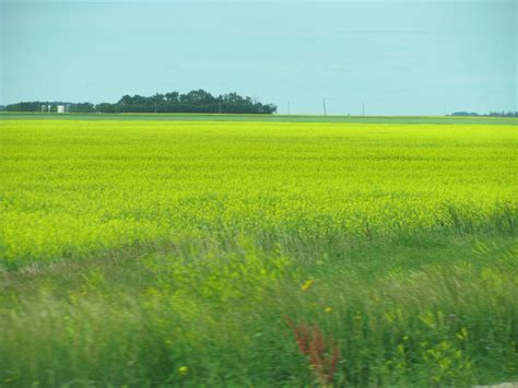 Canadian Prairies | Rape or Canola growing on Canadian Prair… | Flickr
