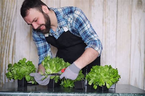 Best Way To Grow Lettuce Indoors Guide Grow Food Guide