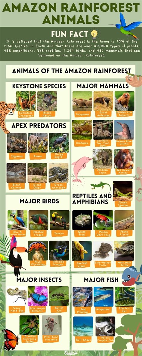 Top 148 Tropical Rainforest Animals Pictures With Names