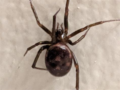 Western Washington State Spider Id Common House Spider Rspiders