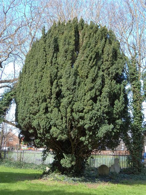 Y Is For Yew The Yew Tree Taxus Baccata Is Often By Cccu The