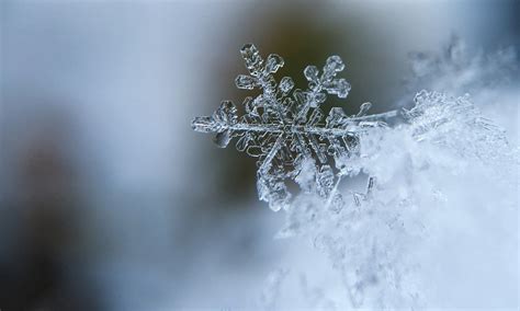 10 Beautiful Snowflakes That Make Winter Storms Tolerable