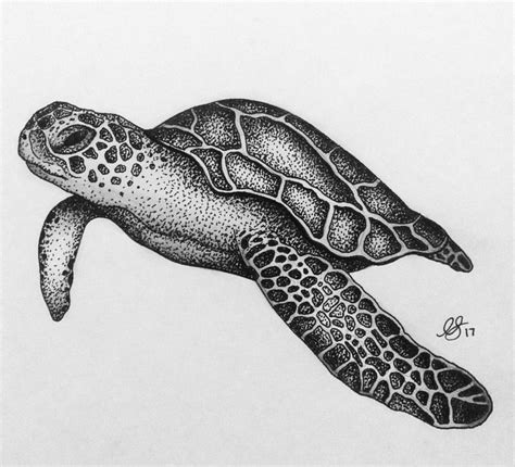 Turtle Sketch Images At Explore Collection Of