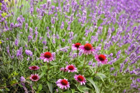 12 Lavender Companion Plants And 4 Plants To Grow Nowhere Near