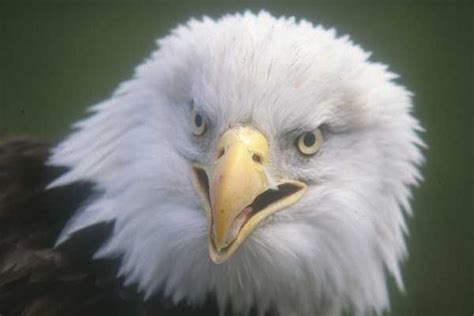Why Is The Bald Eagle Americas National Bird Live Science