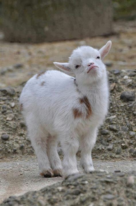 Baby Constipated Goat Baby Goats Cute Goats Animals Goats