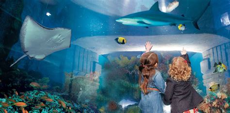 Summer 2019 At Blue Reef Tynemouth Whats On Tynemouth Aquarium