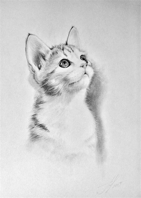 A Pencil Drawing Of A Kitten Looking Up