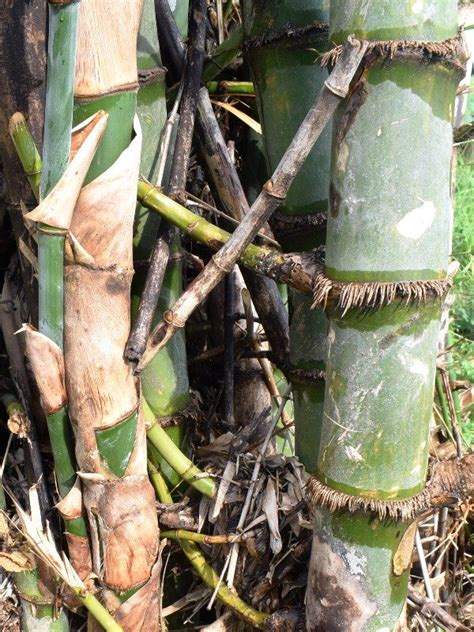 Bamboo Growth Habits Studiousguy