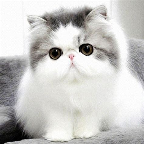 See more ideas about persian kittens, kittens, cute cats. 31 Most Beautiful Persian Cat Pictures And Photos