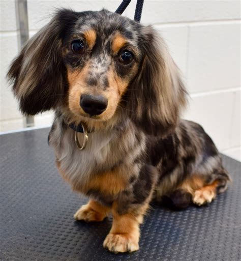 Henry Long Haired Miniature Dachshund Dachshund Puppy Miniature