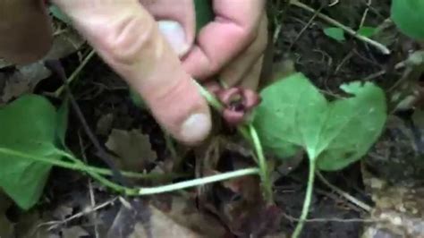 Medicinal And Edible Plant Wild Ginger Youtube