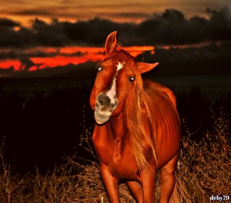 Cavalo Pôr Do Sol Cinco Ribeiras Fotos Da Ilha Terceira Açores