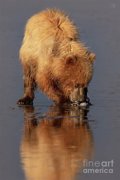 Brown Bear Cub Clamming Photograph By Linda D Lester