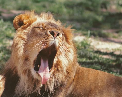 Lying Lion Yawning Photo Free Animal Image On Unsplash