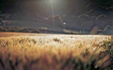 Green Grass Field During Daytime Hd Wallpaper Wallpaper Flare