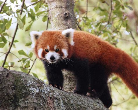 Red Panda Vs Green Anaconda Animal Amino🐾 Amino