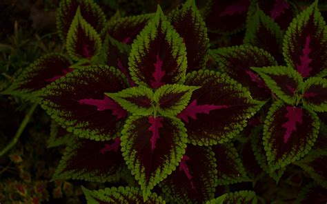 Download Wallpaper 3840x2400 Leaves Plant Green Dark