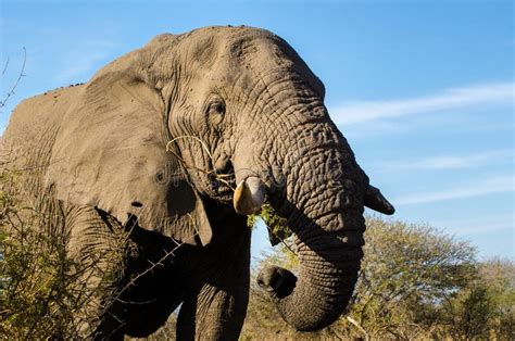 Elephant Closeup Tusk Proboscis Addo Elephants Park South Africa