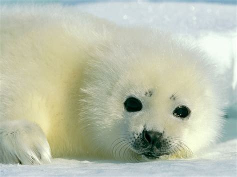 Cute Arctic Animals