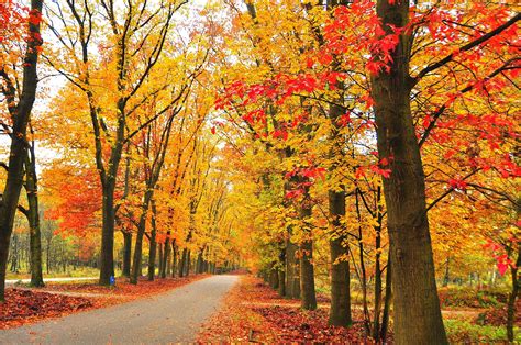 Autumn Fall Landscape Nature Tree Forest Leaf Leaves Wallpaper