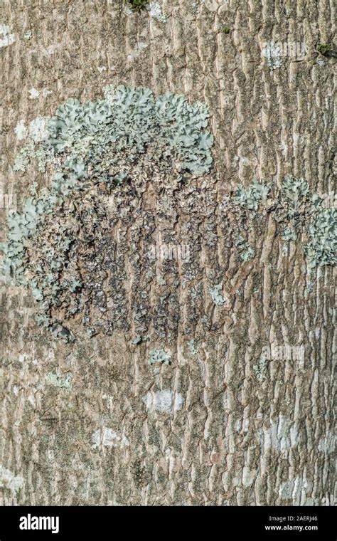 Tulip Tree Bark Texture Hi Res Stock Photography And Images Alamy