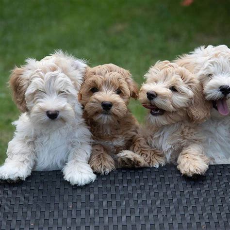 15 Interesting Facts About Havanese Dogs | The Dogman