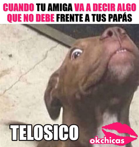 Callate Callate Telosico Pendeja Memes Humor Frases Humor Funny Dog