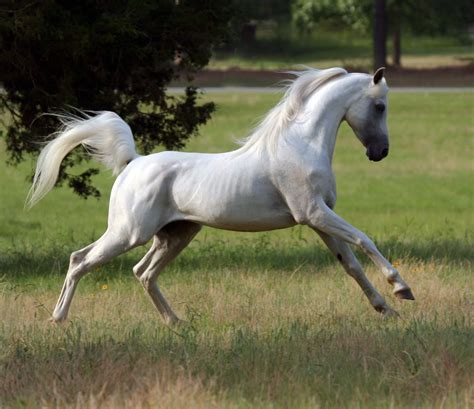 Arabian Horse Breed Guide Horseclicks With Images Horses