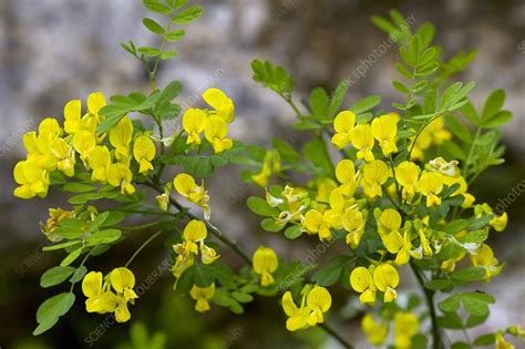 False Senna Coronilla Emerus Stock Image C0041040 Science