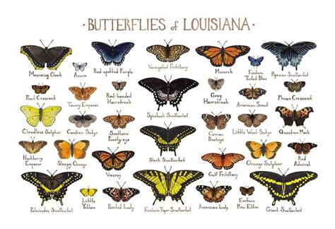 Louisiana Butterflies Field Guide Art Print Butterfly Poster Florida
